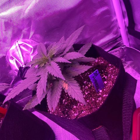 Amnesia  #1 growlog photo: Untouched. 