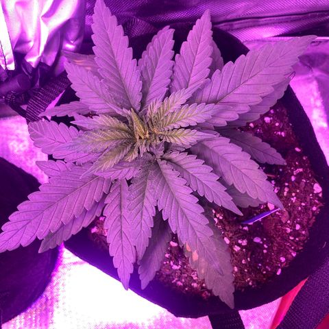 Amnesia  #1 growlog photo: Untouched. 