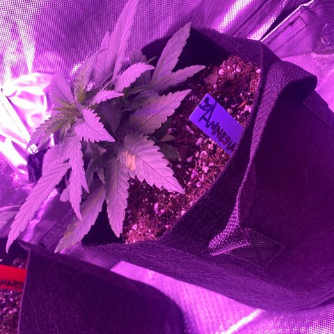 Amnesia  #1 growlog photo: Untouched. 