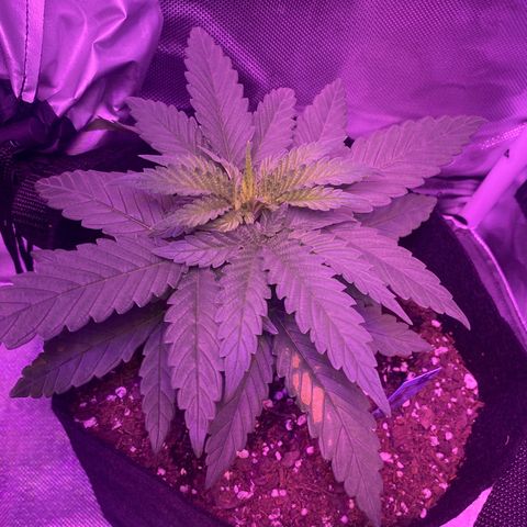 Amnesia  #1 growlog photo: Untouched. 