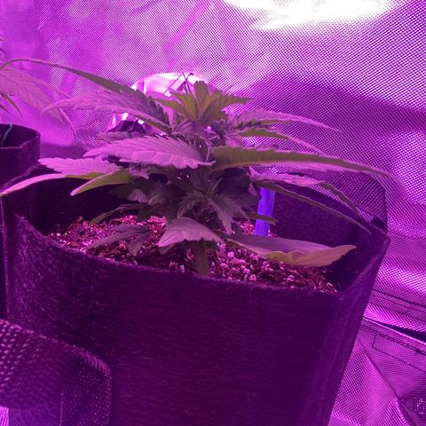 Amnesia  #1 growlog photo: Untouched. 