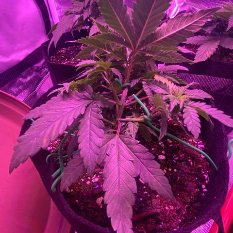 Amnesia  #3 growlog photo: Bending implemented 
