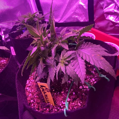 Amnesia  #3 growlog photo: Bending implemented 
