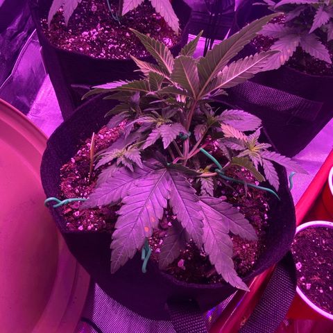 Amnesia  #3 growlog photo: Bending implemented 