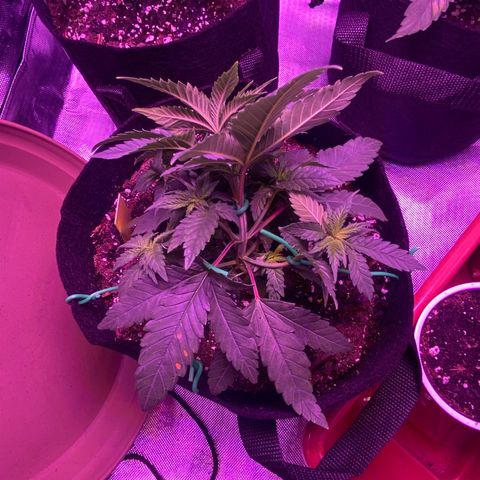 Amnesia  #3 growlog photo: Bending implemented 