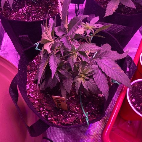 Amnesia  #3 growlog photo: Bending implemented 