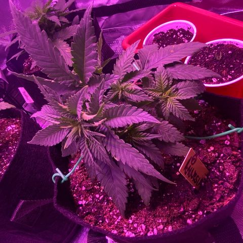 Amnesia  #3 growlog photo: Bending implemented 