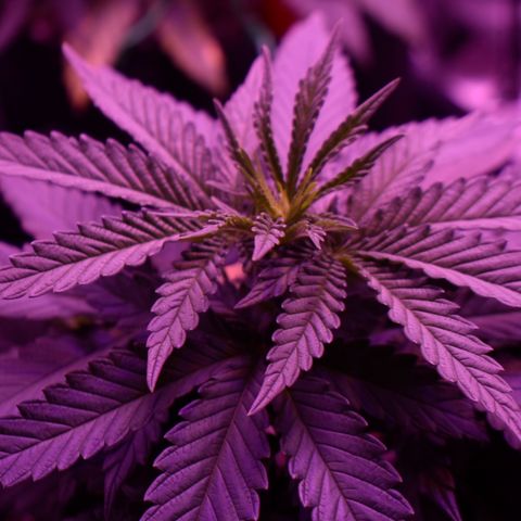 Amnesia  #1 growlog photo: Untouched 