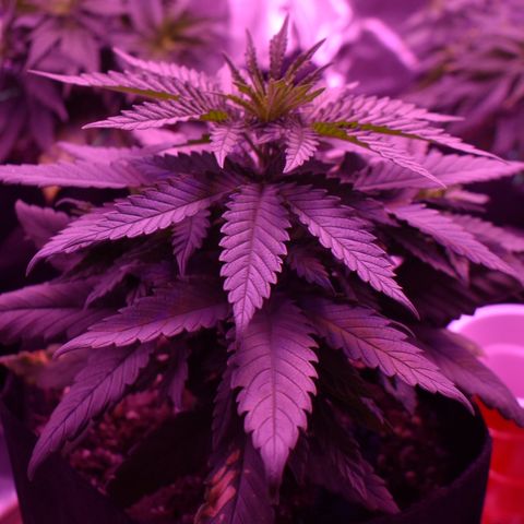 Amnesia  #1 growlog photo: Untouched 