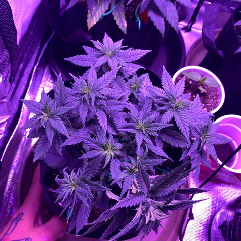 Amnesia  #3 growlog photo: Bending 
