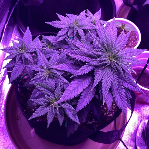 Amnesia  #3 growlog photo: Bending 