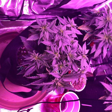 Amnesia  #3 growlog photo: Bending 