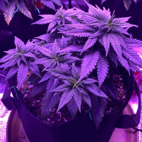 Amnesia  #3 growlog photo: Bending 