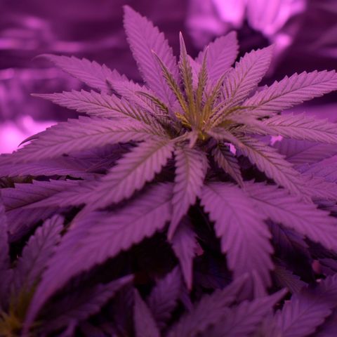 Amnesia  #1 growlog photo: Photos before the switch 