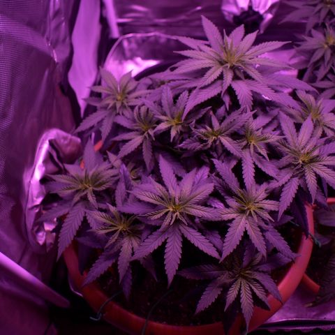 Amnesia  #1 growlog photo: Photos before the switch 