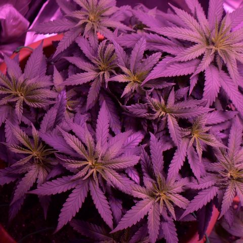Amnesia  #1 growlog photo: Photos before the switch 