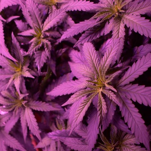 Amnesia  #1 growlog photo: Photos before the switch 