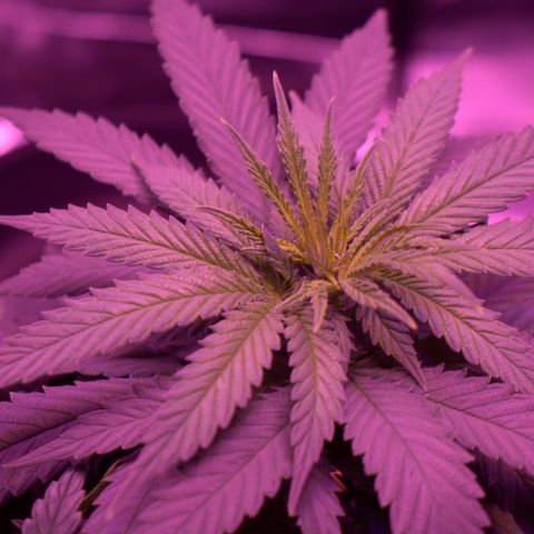 Amnesia  #1 growlog photo: Photos before the switch 