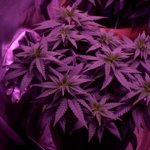 Amnesia  #3 growlog photo: Photo before flowering 