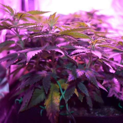 Amnesia  #3 growlog photo: Photo before flowering 