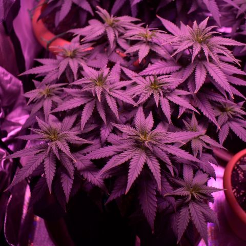 Amnesia  #3 growlog photo: Photo before flowering 