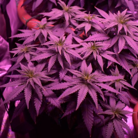 Amnesia  #3 growlog photo: Photo before flowering 