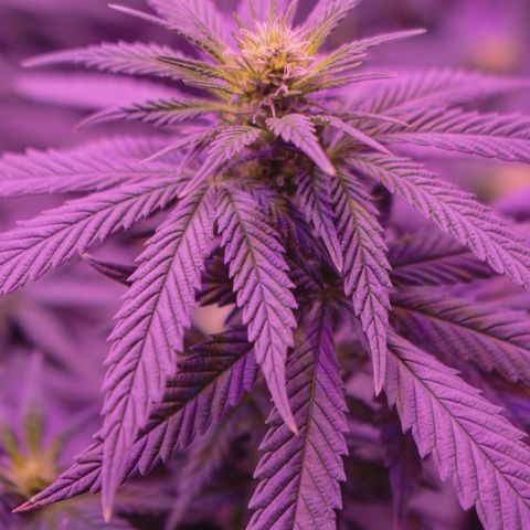 Amnesia  #3 growlog timeline photo