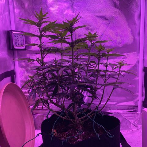 Amnesia  #3 growlog timeline photo