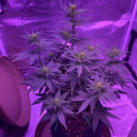 Amnesia  #3 growlog timeline photo