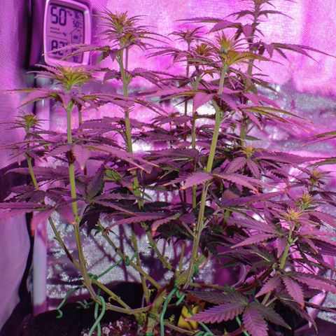 Amnesia  #3 growlog timeline photo