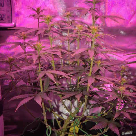 Amnesia  #3 growlog timeline photo