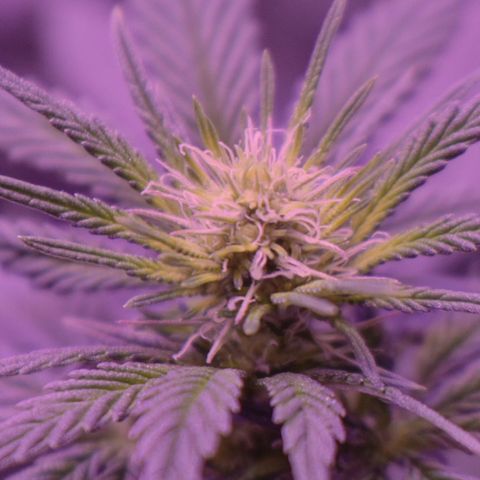 Amnesia  #3 growlog timeline photo