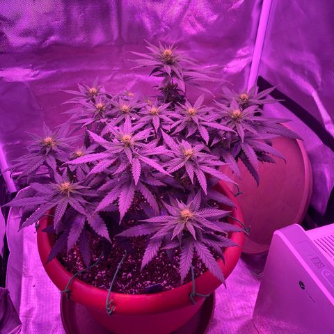 Amnesia  #1 growlog timeline photo