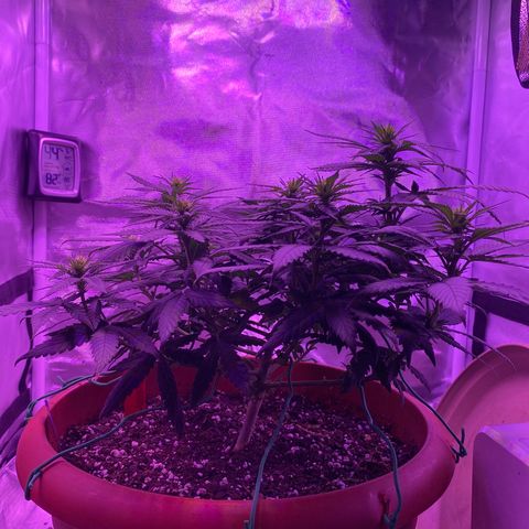 Amnesia  #1 growlog timeline photo