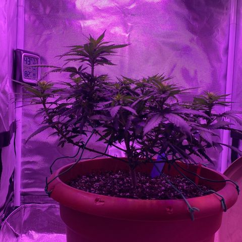 Amnesia  #1 growlog timeline photo