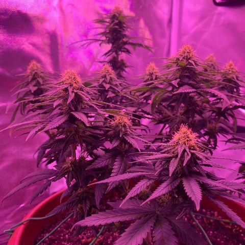 Amnesia  #1 growlog photo: Early tricome production 