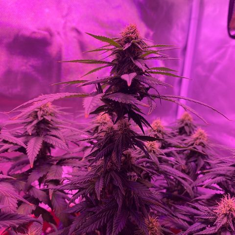 Amnesia  #1 growlog photo: Early tricome production 