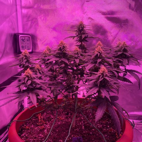 Amnesia  #1 growlog photo: Early tricome production 
