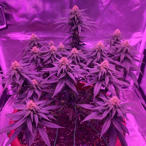 Amnesia  #1 growlog photo: Early tricome production 