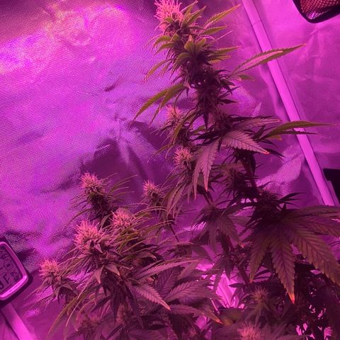 Amnesia  #3 growlog photo: Early tricome production 