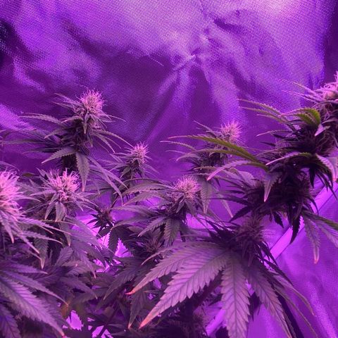 Amnesia  #3 growlog photo: Early tricome production 
