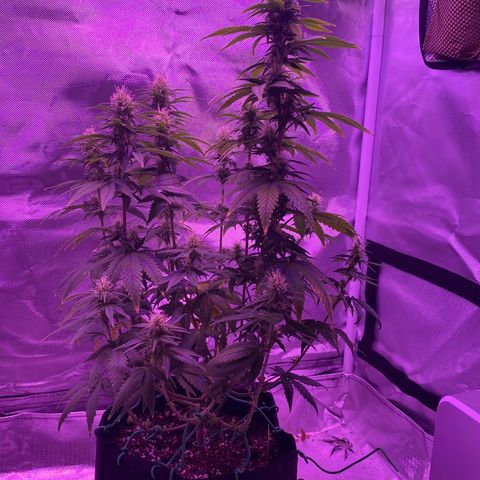 Amnesia  #3 growlog photo: Early tricome production 
