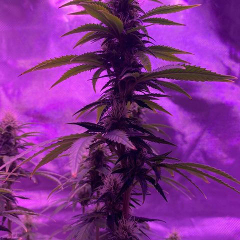 Amnesia  #3 growlog photo: Early tricome production 