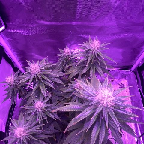 Amnesia  #3 growlog photo: Early tricome production 