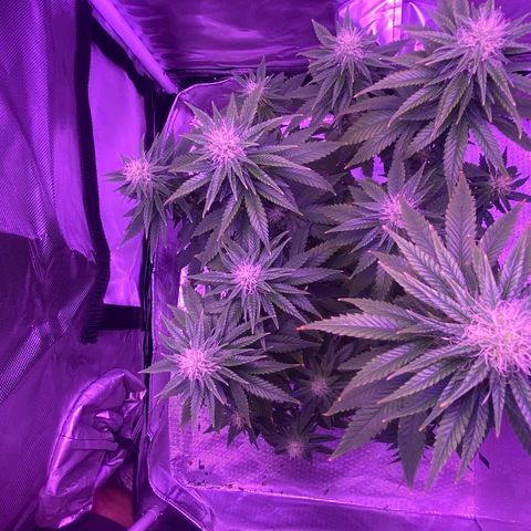 Amnesia  #3 growlog photo: Early tricome production 