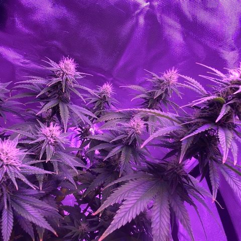 Amnesia  #3 growlog photo: Early tricome production 