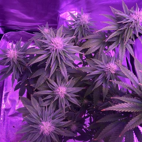 Amnesia  #3 growlog photo: Early tricome production 