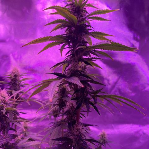 Amnesia  #3 growlog photo: Early tricome production 