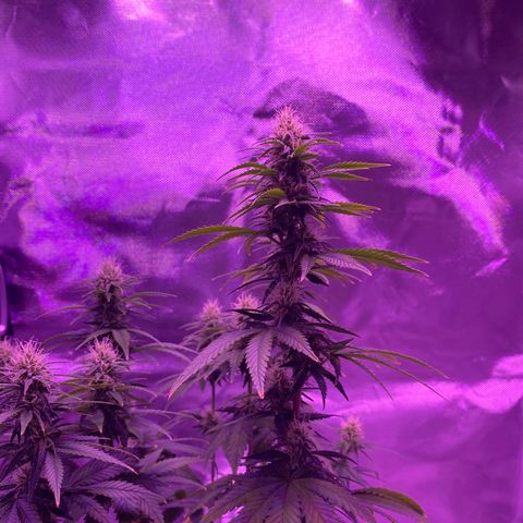Amnesia  #3 growlog photo: Early tricome production 