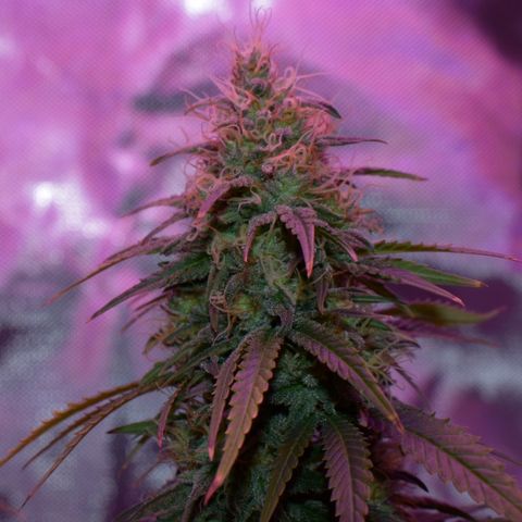 Amnesia  #3 growlog photo: End of flower flushing period 